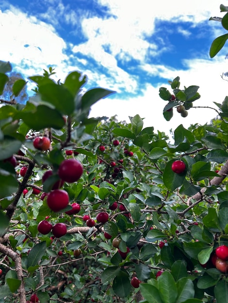 Bel frutto di acerola con gocce d'acqua