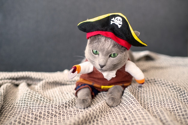 Bel gattino in costume da pirata.