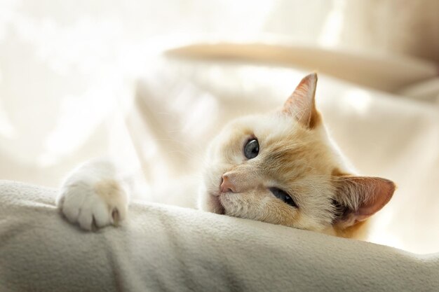 Bel gatto astuto pigro e grasso bianco che si crogiola su una sedia con una coperta