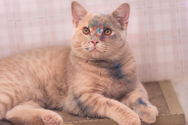 bel gatto beige della razza britannica, sul suo muso ci sono colori holi multicolori