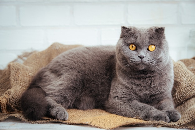 Bel gatto blu scottish fold con occhi dorati su tela