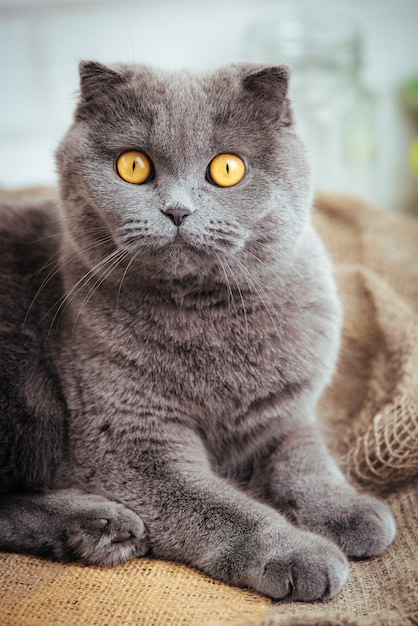 Bel gatto blu scottish fold con occhi dorati su tela