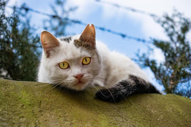 Bel gatto come animale domestico in vista