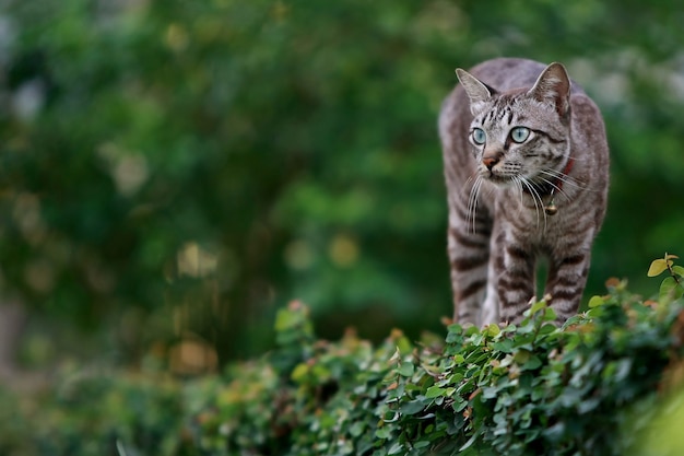 Bel gatto grigio che cammina all'aperto