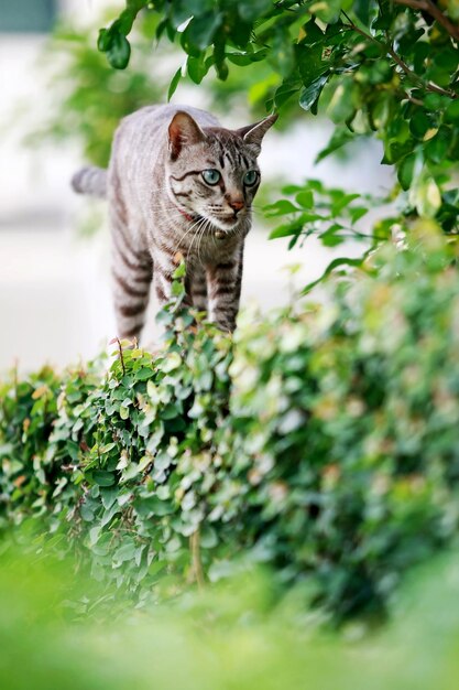 Bel gatto grigio che cammina all'aperto