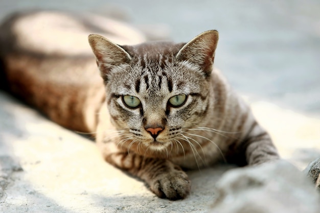 Bel gatto grigio seduto all'aperto