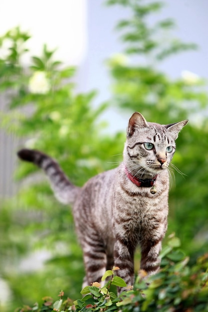 Bel gatto grigio seduto all'aperto