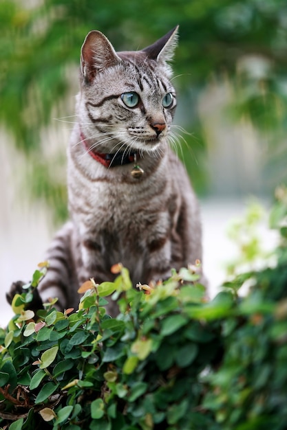 Bel gatto grigio seduto all'aperto