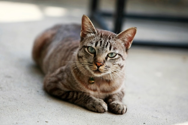 Bel gatto grigio seduto all'aperto