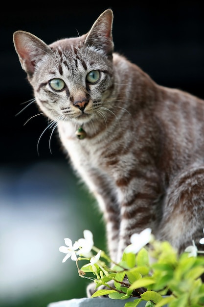 Bel gatto grigio seduto all'aperto