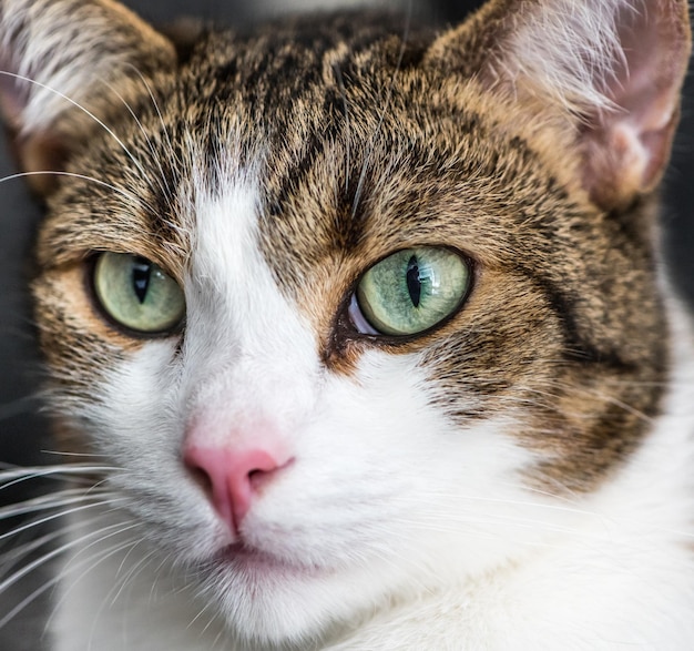 Bel gatto marrone e bianco