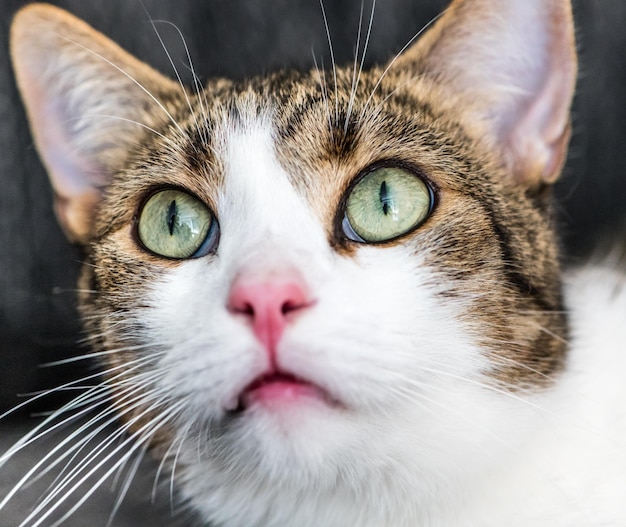 Bel gatto marrone e bianco