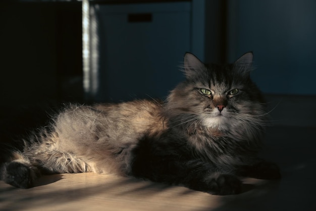 Bel gatto sdraiato sul pavimento di legno in soggiorno luminoso