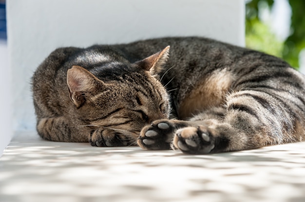 Bel gatto sta dormendo