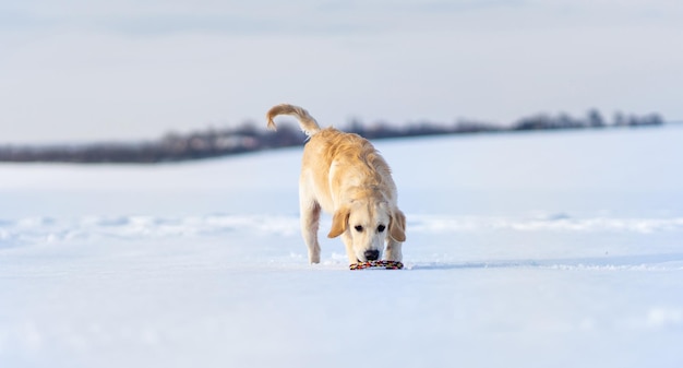 Bel giovane cane da riporto durante la passeggiata invernale