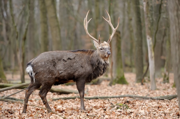 Bel giovane cervo nella foresta