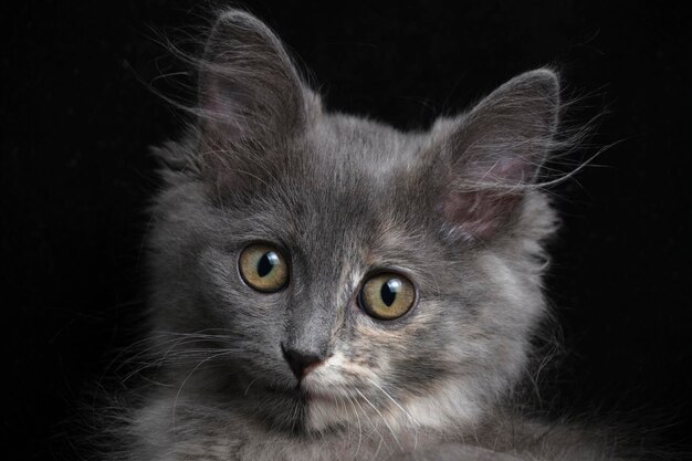 Bel muso di gattino grigio con occhi grandi da vicino