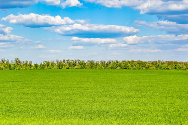 Bel paesaggio all'orizzonte nel prato del villaggio su uno sfondo naturale colorato