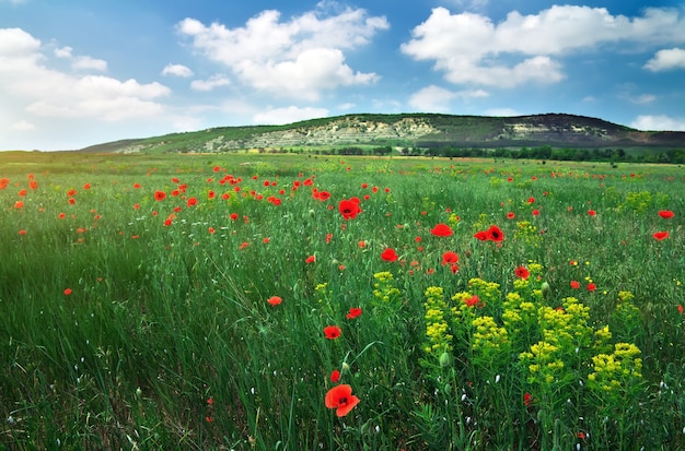 Bel paesaggio. Campo con papaveri rossi. Campo in Crimea.