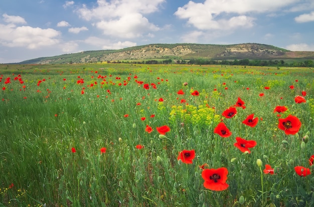 Bel paesaggio. Campo con papaveri rossi.