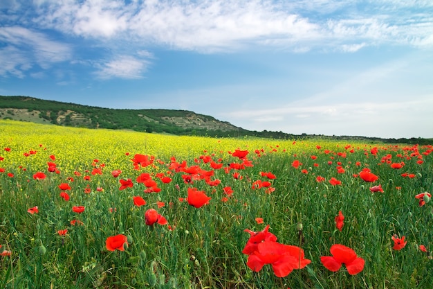 Bel paesaggio. Campo in Crimea.