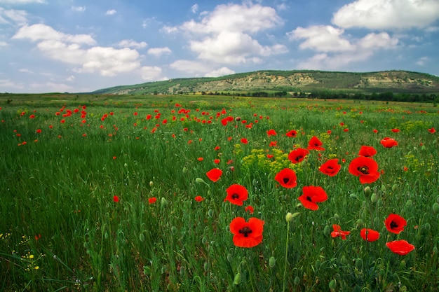 Bel paesaggio. Campo in Crimea.