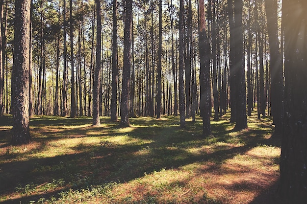 bel paesaggio forestale