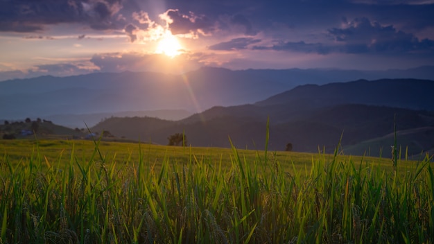 Bel paesaggio. Risaie al villaggio di Pa Pong Pieng, Mae Chaem, Chiang Mai, Tailandia.