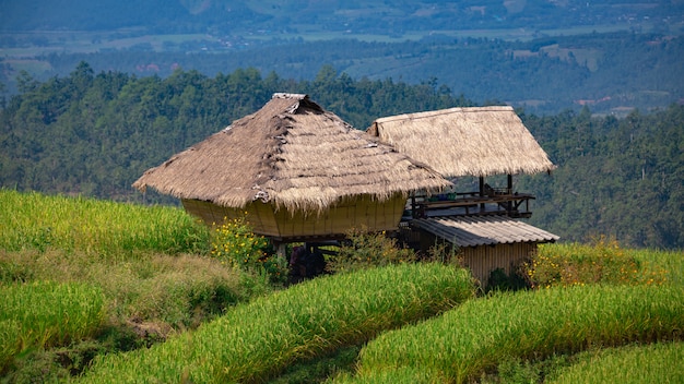 Bel paesaggio. Risaie al villaggio di Pa Pong Pieng, Mae Chaem, Chiang Mai, Tailandia.