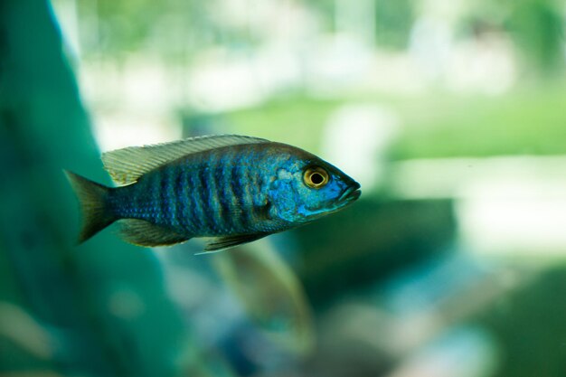 Bel pesce colorato nuota nell'ambiente dell'acquario