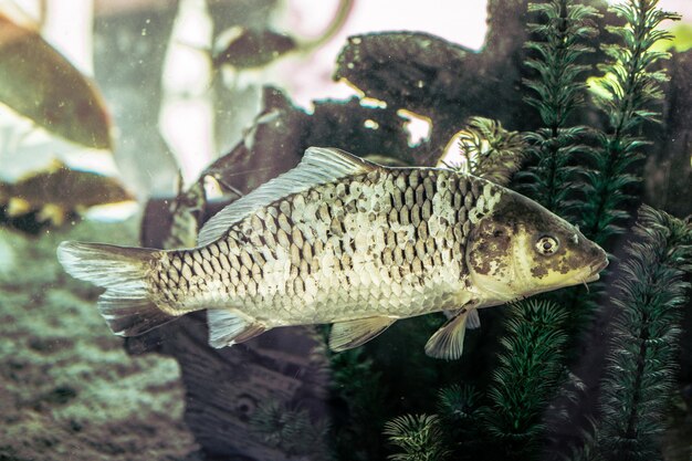 Bel pesce nell'acquario