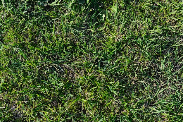 Bel prato con erba verde all'aperto nella vista dall'alto della giornata di sole