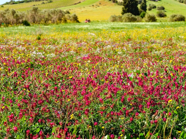 Bel prato pieno di fiori selvatici rosa e gialli in primavera