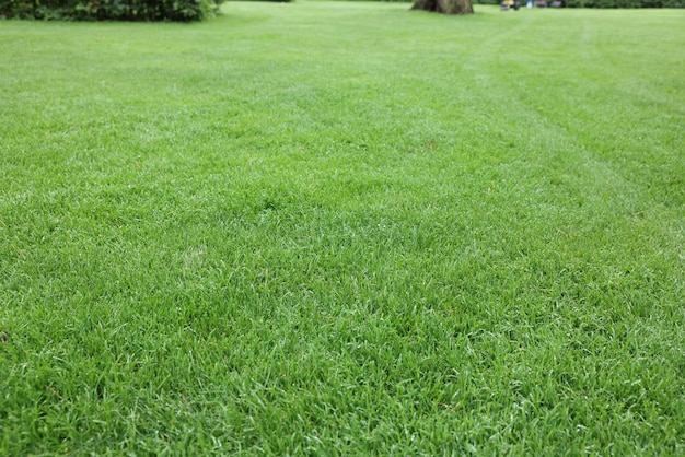 Bel prato verde appena tagliato nel parco