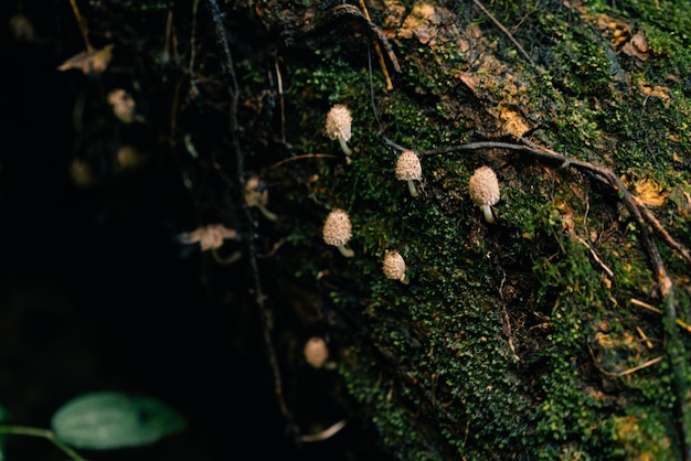 Bel primo piano dei funghi della foresta Raccogliendo i funghi