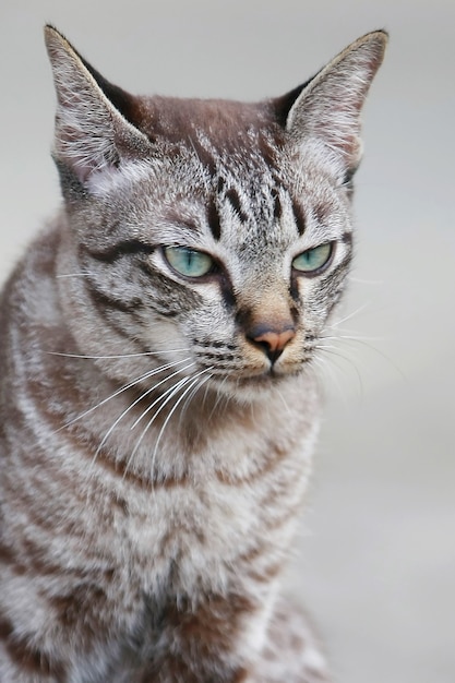 Bel ritratto di faccia di gatto grigio