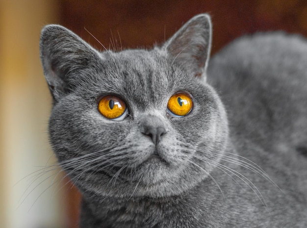 Bel ritratto di gatto britannico Guardando a porte chiuse Grandi occhi