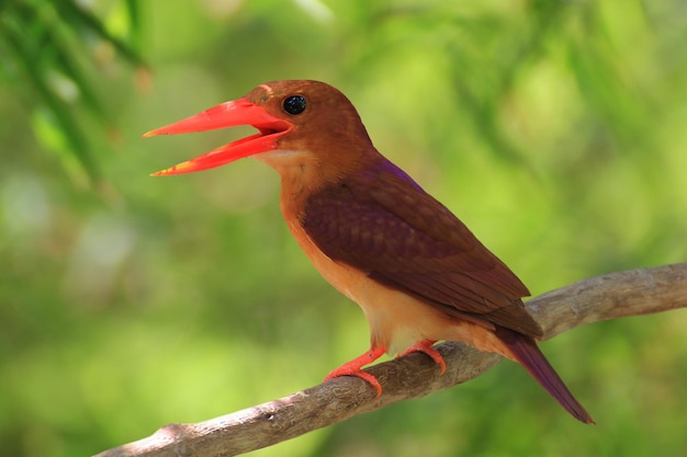 Bel rosso Kingfisher maschio Ruddy Kingfisher Halcyon coromanda in piedi su un ramo su sfondo verde