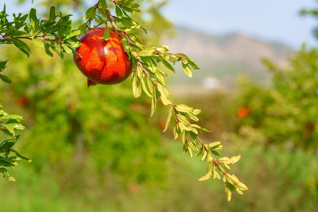 Bel rosso melograno fresco appeso a un ramo su uno sfondo verde