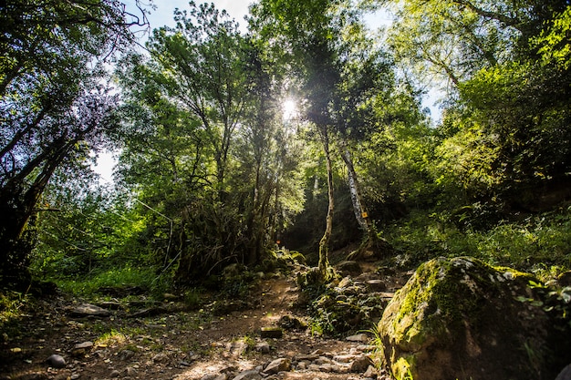 Bel sole sul sentiero della foresta di Panticosa nei Pirenei