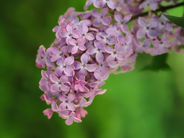 Bel tempo di fioritura lilla in primavera 2