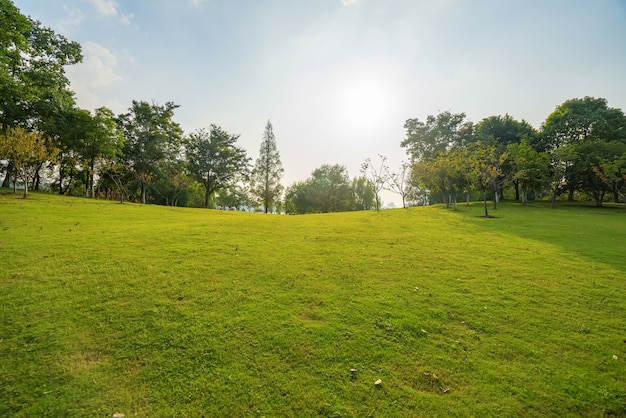 Bel tempo e prato nel parco