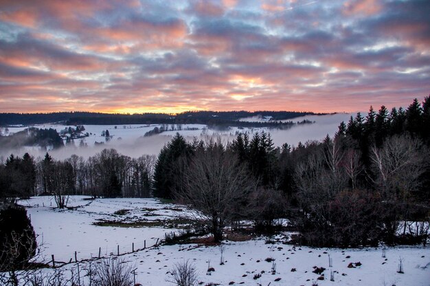 Bel tramonto con abeti e neve