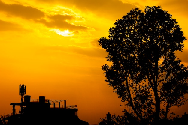 Bel tramonto con silhouette albero