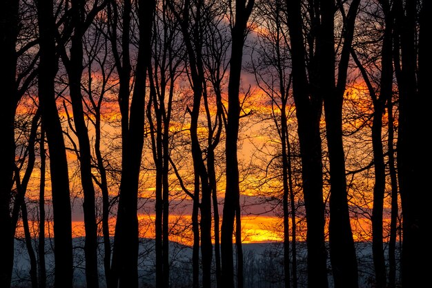 Bel tramonto dietro un gruppo di alberi.