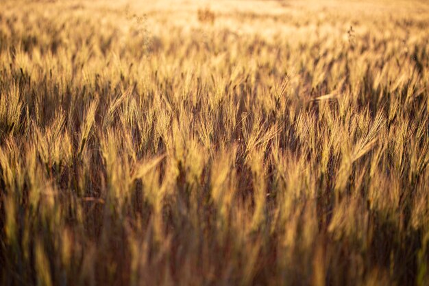 Bel tramonto nel campo di grano, paesaggio rurale dell'Ucraina