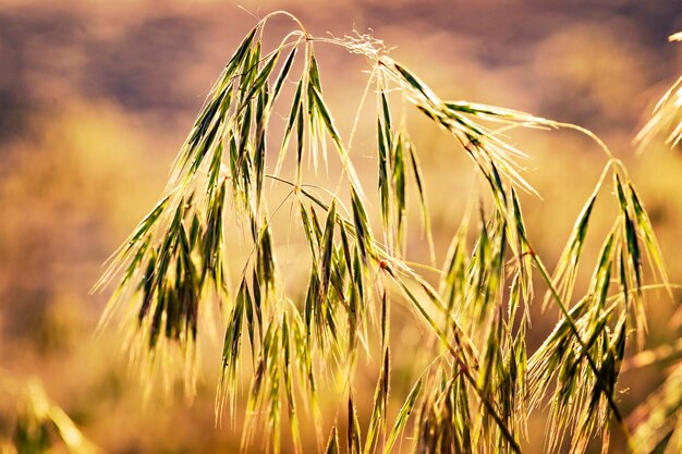 Bel tramonto nel campo di grano, paesaggio rurale dell'Ucraina