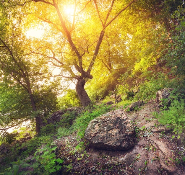 Bel tramonto nel verde della foresta Paesaggio estivo