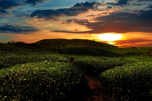 Bel tramonto nella piantagione di tè