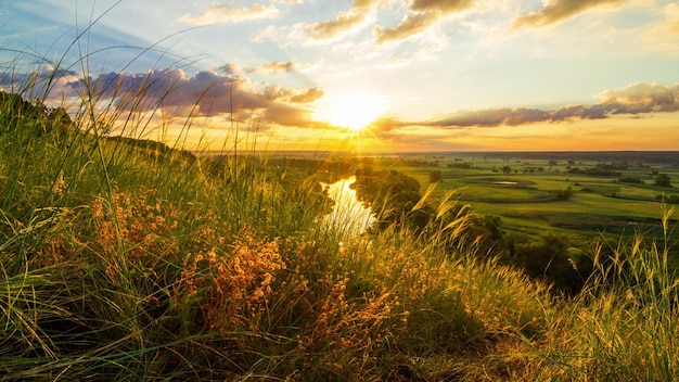 Bel tramonto soleggiato o paesaggio di campagna all'alba Nuvole di piccoli insetti che sorvolano piante e fiori verdi di erba di prato selvatico alla luce del sole morbida e calda